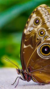 Превью обои бабочка, узоры, крылья, поверхность, насекомое