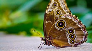 Превью обои бабочка, узоры, крылья, поверхность, насекомое