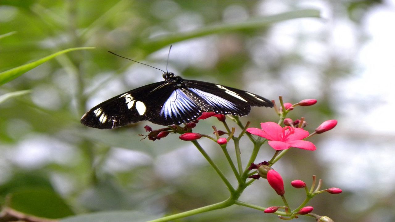 Обои бабочка, узоры, цветок, полет