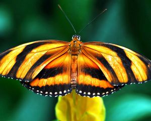 Превью обои бабочка, вид, крылья, полосы, ветка