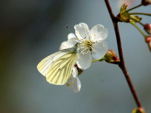 Превью обои бабочка, вишня, весна, цветок