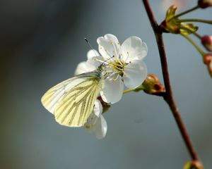 Превью обои бабочка, вишня, весна, цветок