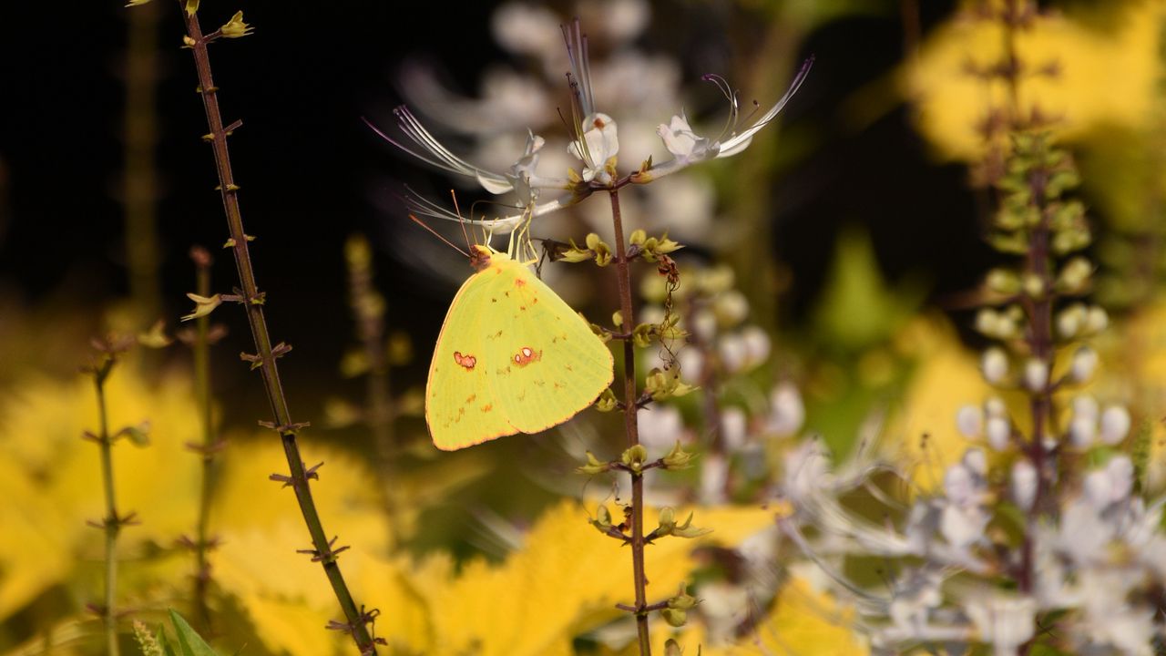 Обои бабочка, желтый, цветы, насекомое, макро