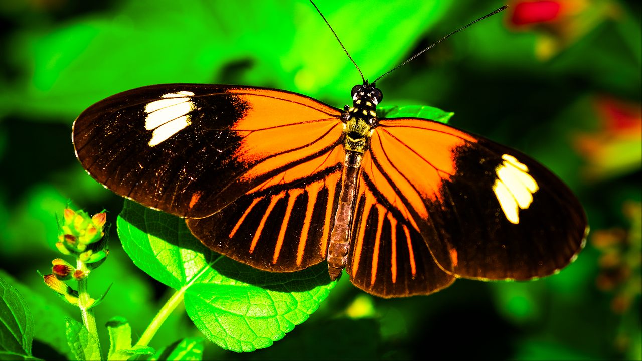 Обои бабочка-почтальон, бабочка, крылья, макро, лист