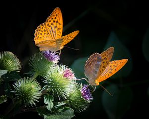 Превью обои бабочки, крылья, цветок