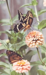 Превью обои бабочки, крылья, цветы, макро