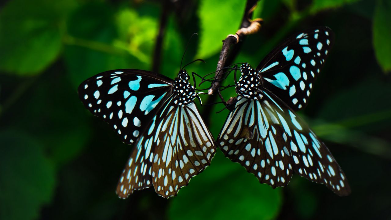 Обои бабочки, крылья, узор, тропический