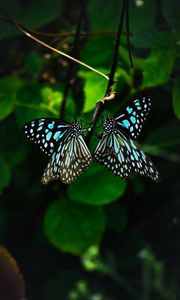 Превью обои бабочки, крылья, узор, тропический