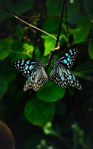Превью обои бабочки, крылья, узор, тропический