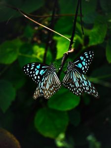 Красивые Фото Бабочек Природа