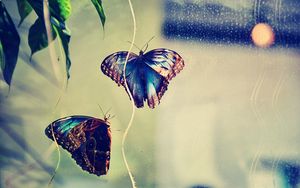 Превью обои бабочки, насекомое, пара, фон, блики