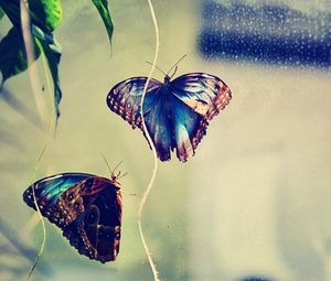 Превью обои бабочки, насекомое, пара, фон, блики