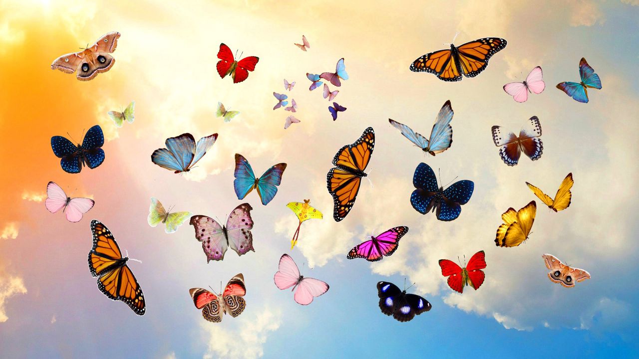 Обои бабочки, небо, коллаж, фотошоп
