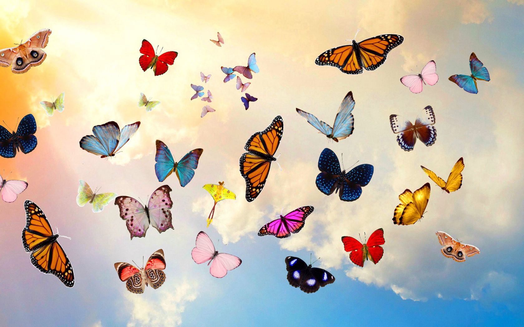 1680x1050 Обои бабочки, небо, коллаж, фотошоп.