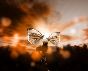 Превью обои бабочки, небо, растение, сумерки, подсветка, романтично