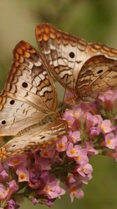Превью обои бабочки, пара, цветы, крылья, узоры