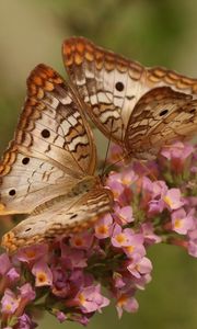 Превью обои бабочки, пара, цветы, крылья, узоры