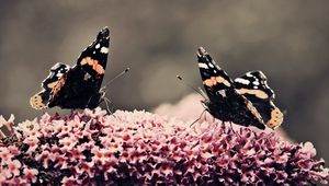 Превью обои бабочки, поверхность, цветок, полет, насекомые