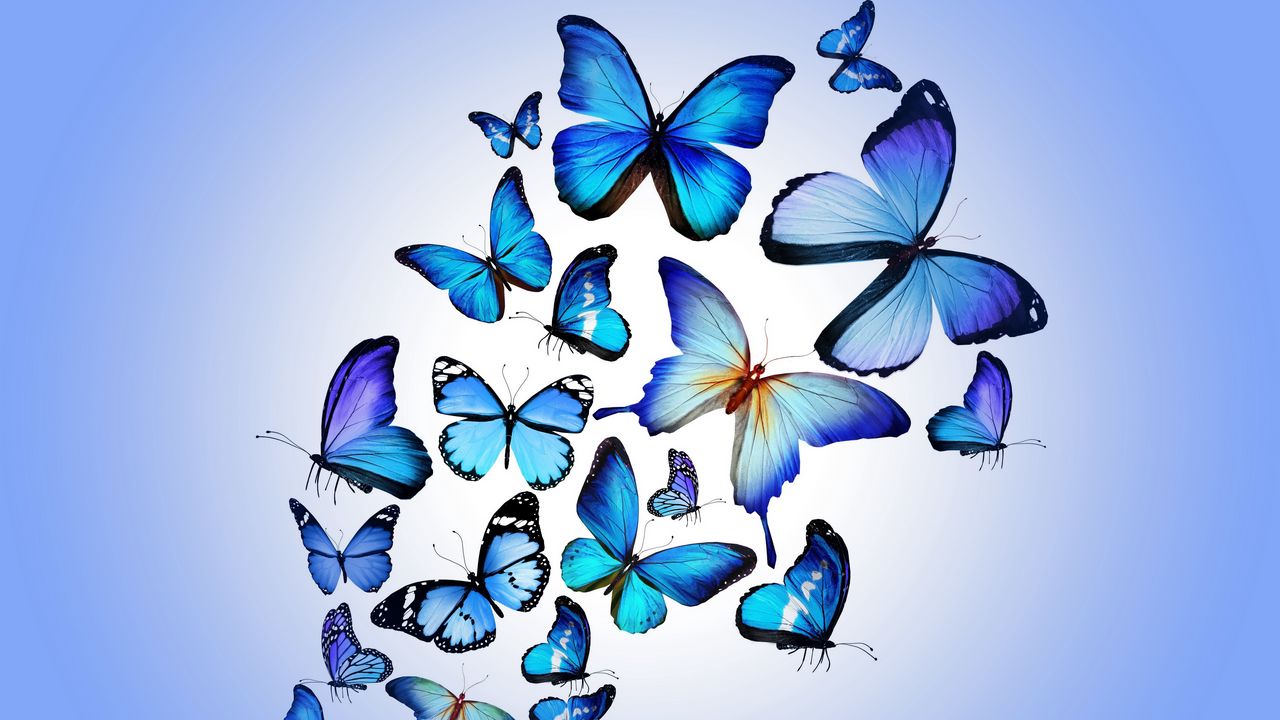 Обои бабочки, разноцветный, синий, рисунок, арт, красиво
