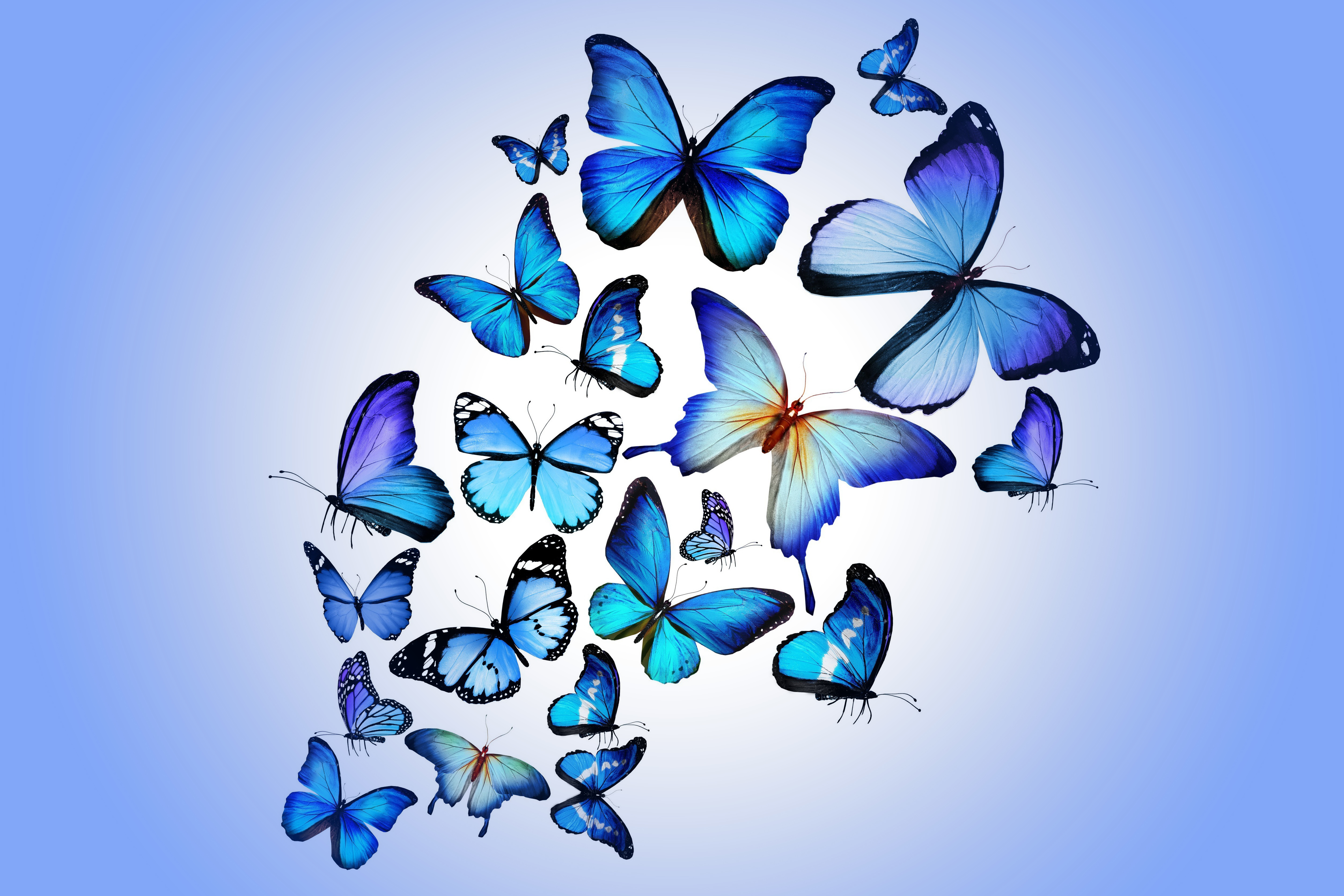 картинки вертикальные бабочки