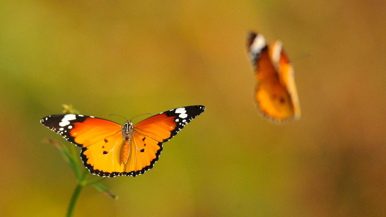 Обои бабочки, смазано, полет, свет
