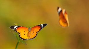 Превью обои бабочки, смазано, полет, свет