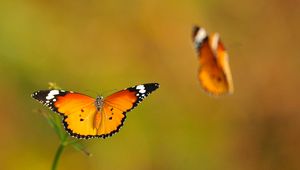 Превью обои бабочки, смазано, полет, свет