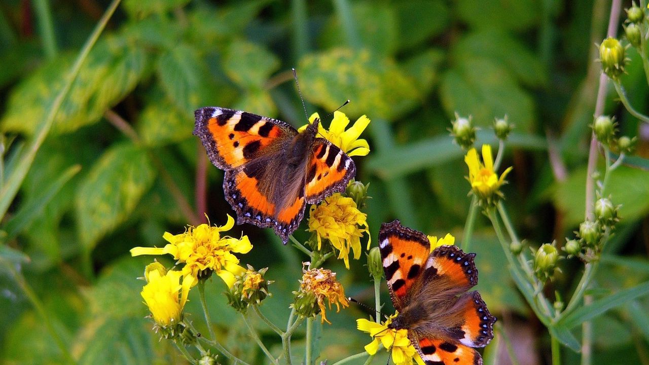 Обои бабочки, трава, цветы, полет, сидеть