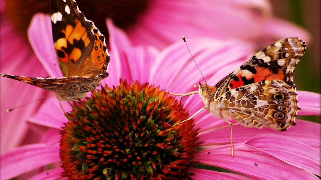 Обои бабочки, цветок, красивые, лепестки
