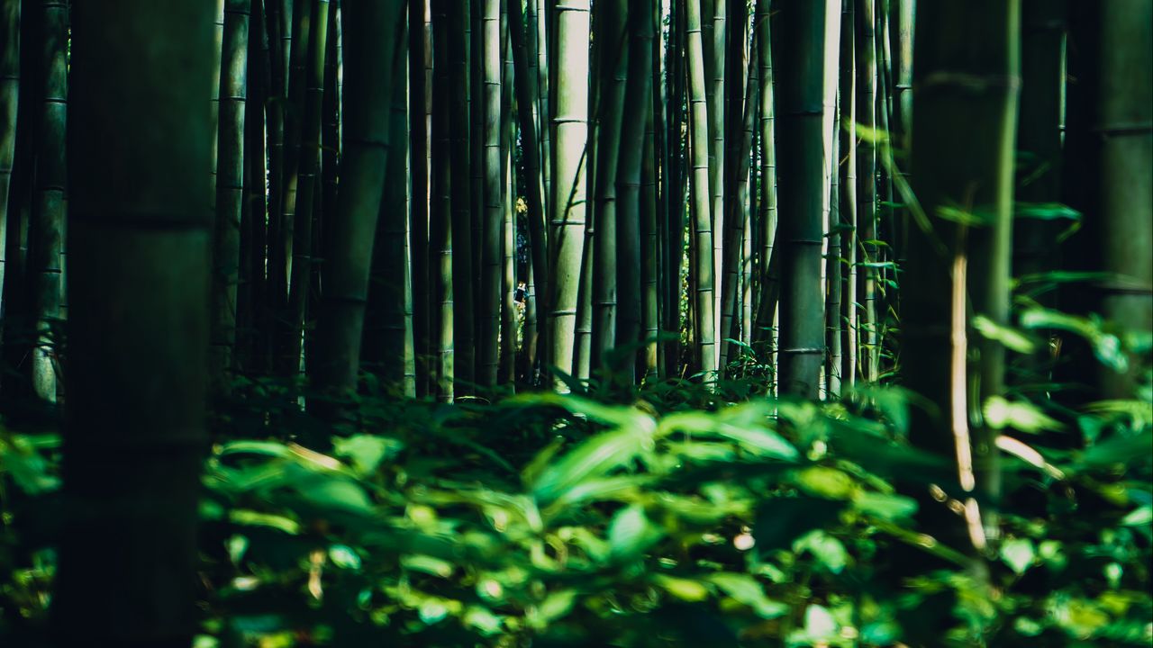 Обои бамбук, деревья, лес, трава, зеленый
