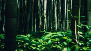 Превью обои бамбук, деревья, лес, трава, зеленый