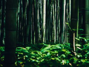 Превью обои бамбук, деревья, лес, трава, зеленый