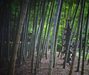 Превью обои бамбук, деревья, пагода, природа