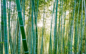 Превью обои бамбук, деревья, солнечный свет