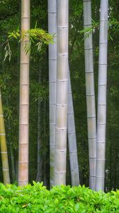 Превью обои бамбук, деревья, стволы, листья