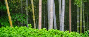 Превью обои бамбук, деревья, стволы, листья