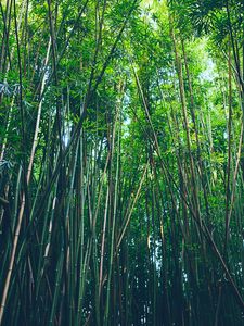 Превью обои бамбук, деревья, заросли