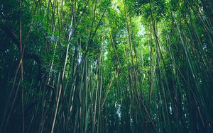 Превью обои бамбук, деревья, заросли