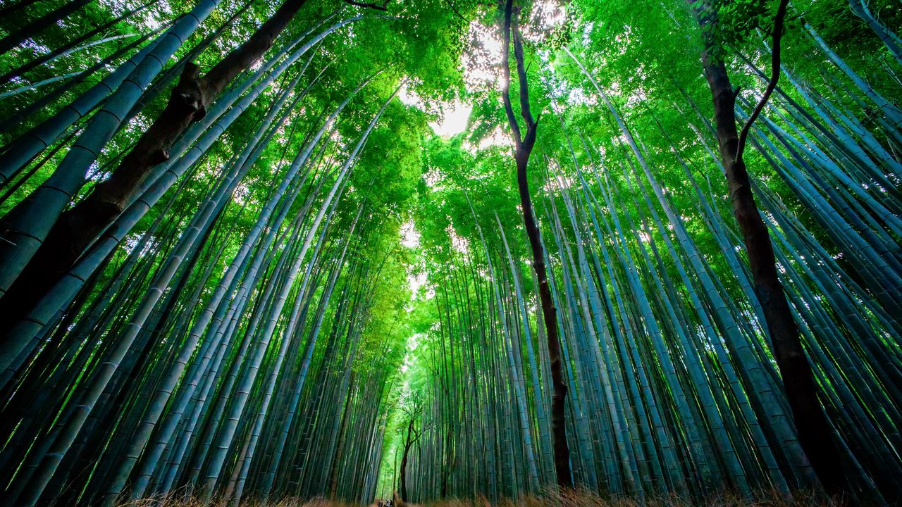 Обои бамбук, лес, деревья, вид снизу