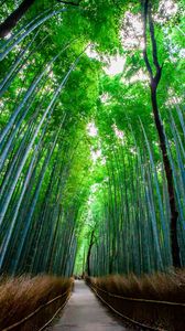 Превью обои бамбук, лес, деревья, вид снизу