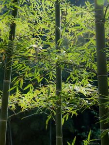 Превью обои бамбук, лес, стебли, спокойствие