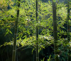 Превью обои бамбук, лес, стебли, спокойствие