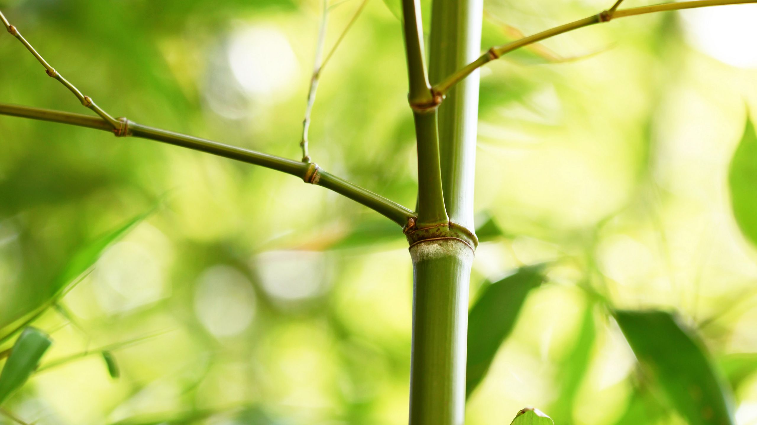 Ветка бамбука
