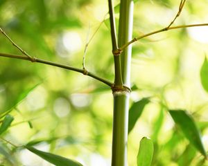 Превью обои бамбук, листья, растение