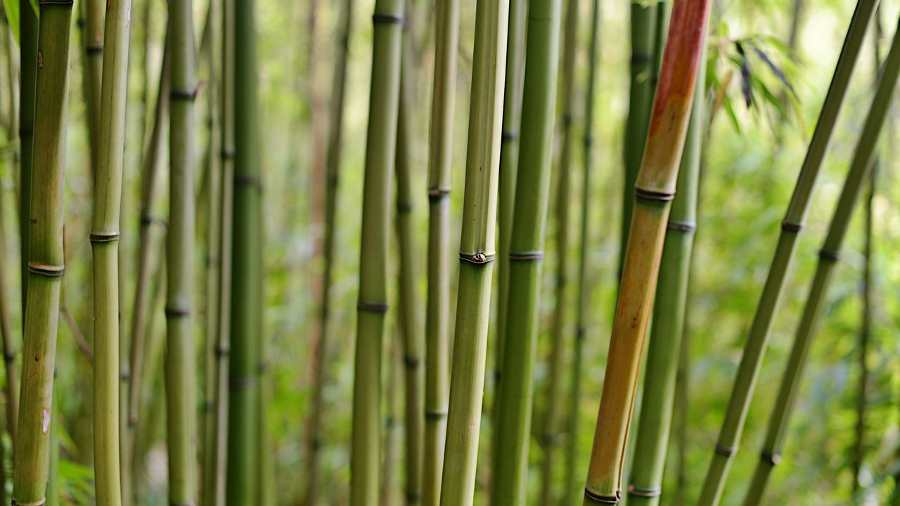 Обои бамбук, макро, стволы, природа