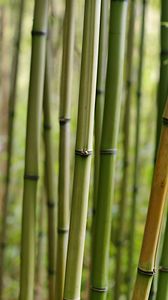 Превью обои бамбук, макро, стволы, природа