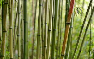 Превью обои бамбук, макро, стволы, природа