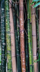 Превью обои бамбук, растение, надписи