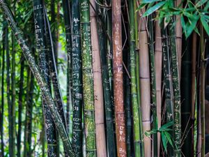 Превью обои бамбук, растение, надписи