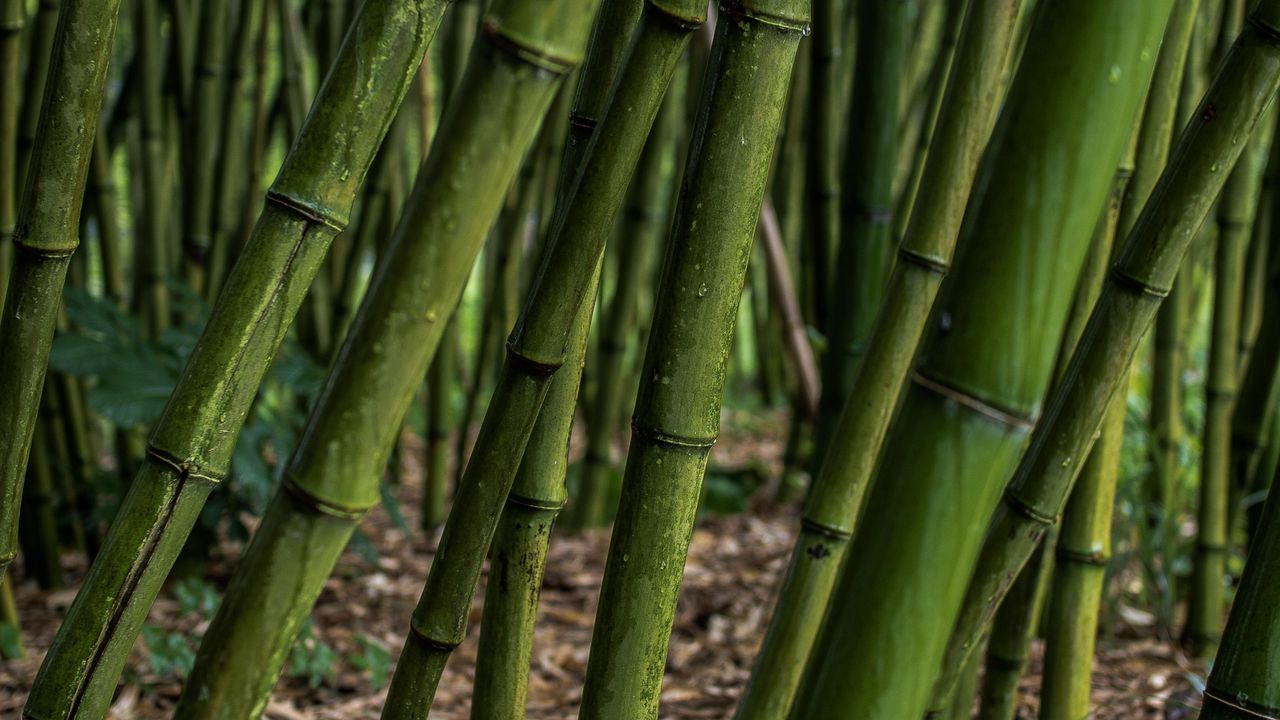 Обои бамбук, роща, растения, зеленый